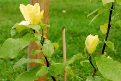 Magnolia denudata 'Yellow River' - šácholan obnažený - celek